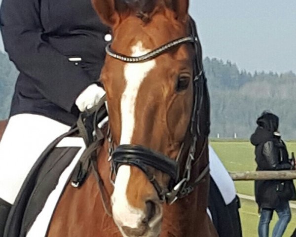 broodmare Doortje (Oldenburg, 2003, from Dream of Heidelberg II) broodmare Doortje (Oldenburg, 2003, from Dream of Heidelberg II)
