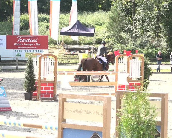Reitturnier Sins 2018