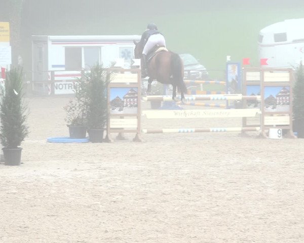 Reitturnier Sins 2018