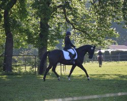Dressurpferd Silas 227 (Mecklenburger, 2010, von Sol Marq)
