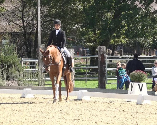 Reitturnier Deitingen 2018