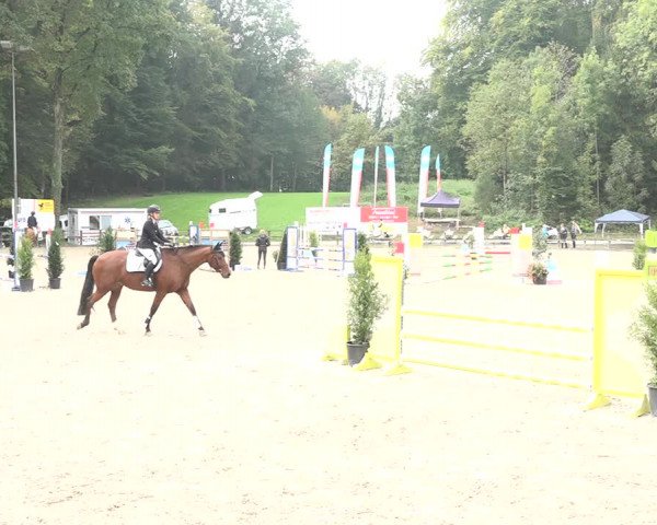 Reitturnier Sins 2018