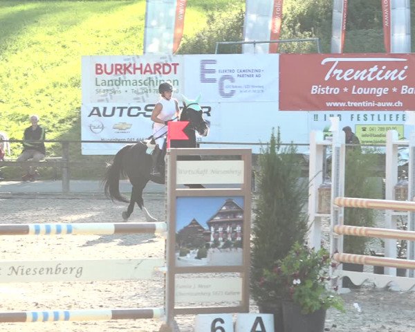 Reitturnier Sins 2018
