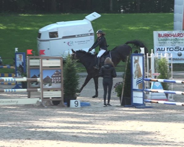 Reitturnier Sins 2018