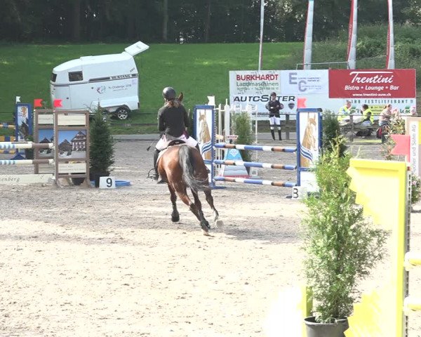 Reitturnier Sins 2018