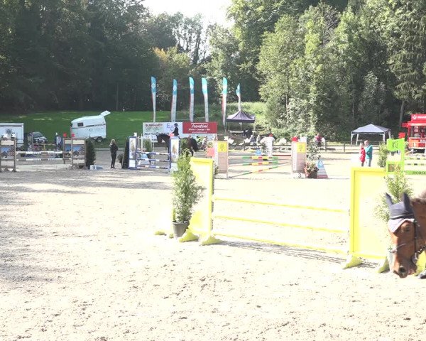 Reitturnier Sins 2018
