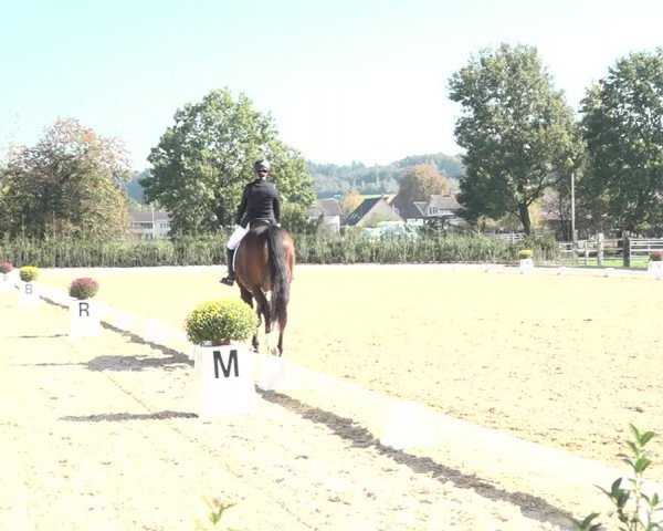 Reitturnier Deitingen 2018