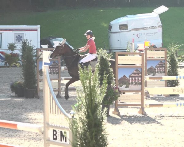 Reitturnier Sins 2018
