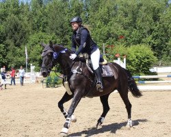 broodmare Piccadilly Princess (KWPN (Royal Dutch Sporthorse), 2004, from Potsdam junior)