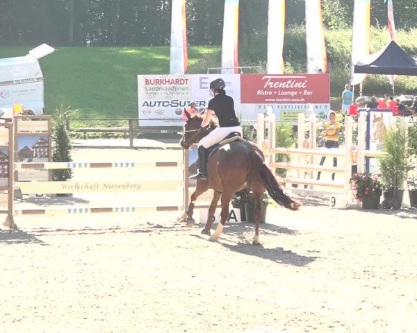 Reitturnier Sins 2018