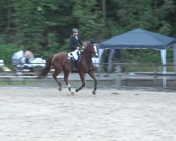 Reitturnier Sins 2018
