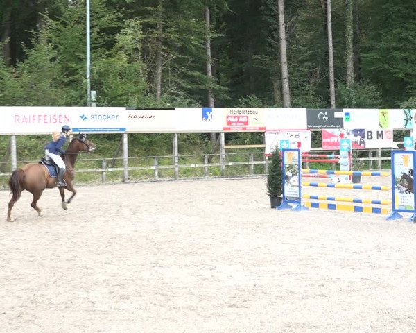 Reitturnier Sins 2018