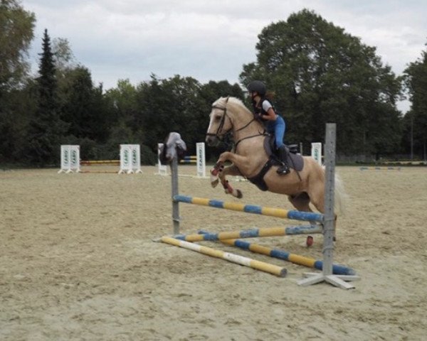 Pferd Mikado de Cuirve (New-Forest-Pony, 2000, von Shining Starr Aristo)