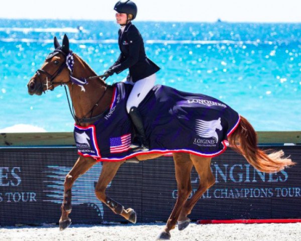 jumper Harriri (Belgian Warmblood, 2007, from Nabab de Rêve)