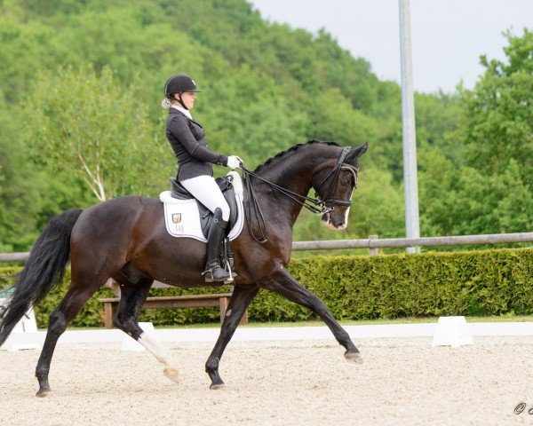 dressage horse Schwabenstolz (Württemberger, 2002, from Sir Oldenburg)