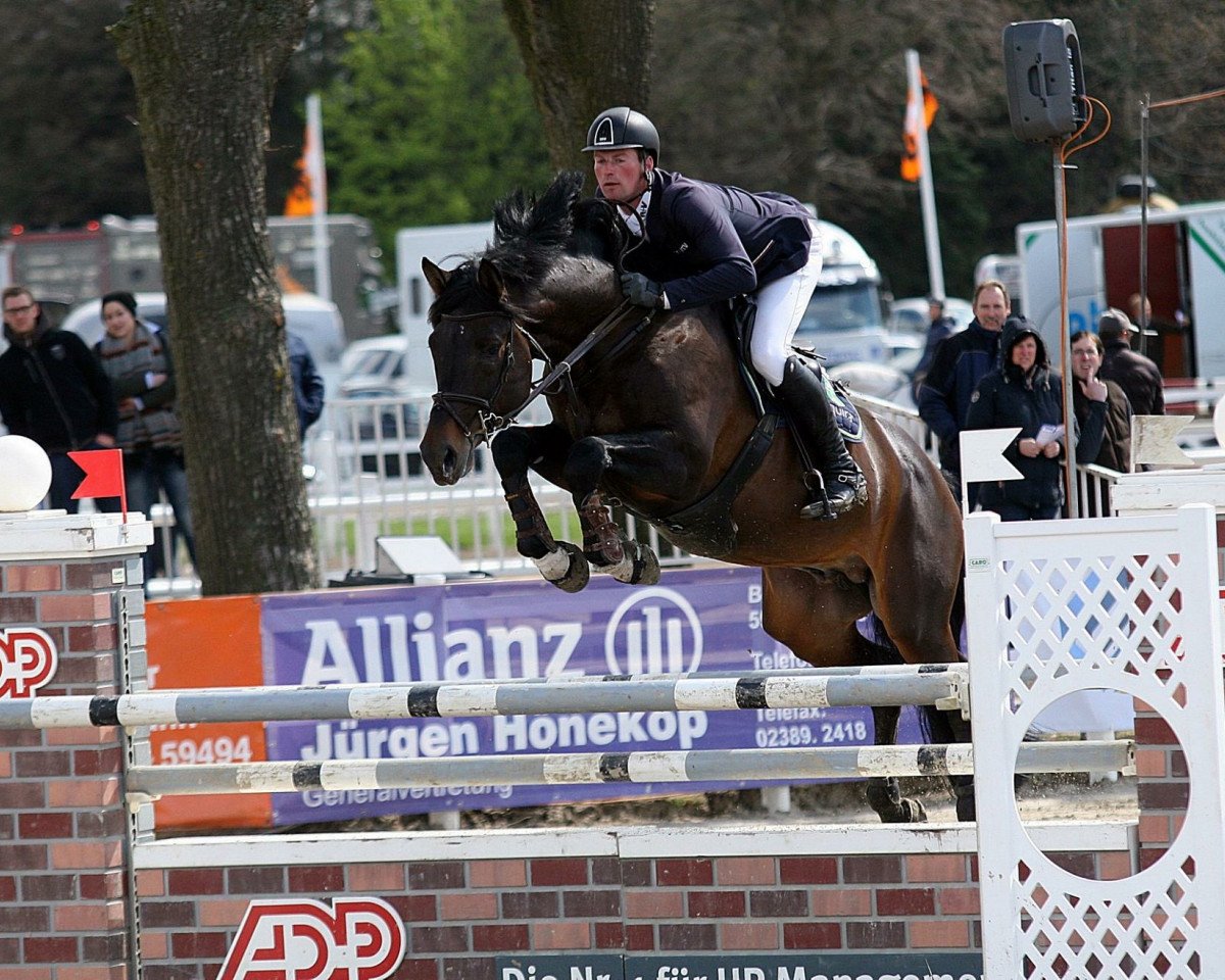 Deckhengst Straviaty (Oldenburger Springpferd, 2007, von Stalypso)