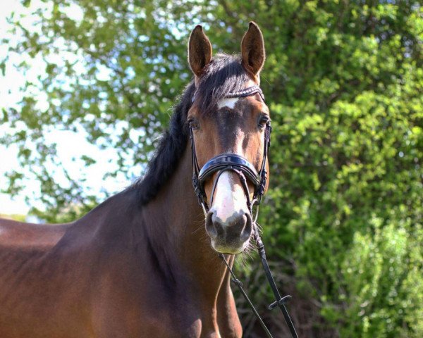 jumper Lord of Dreams (Holsteiner, 2011, from Larimar)