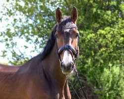 jumper Lord of Dreams (Holsteiner, 2011, from Larimar)