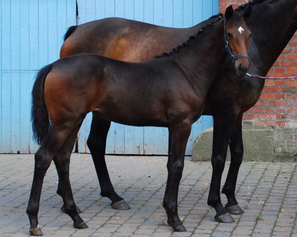 Horse Vivien (Westphalian, 2012, from Vitalis)