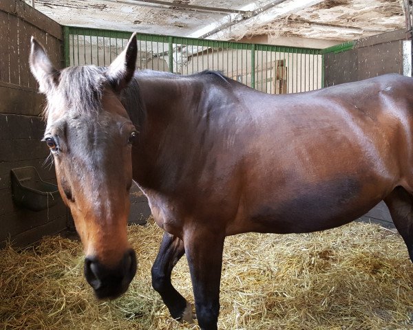 broodmare Chantilly (Hanoverian, 1993, from Chasseur I)