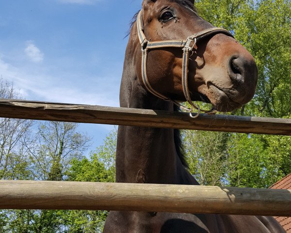 horse Silvester B (Rhinelander, 2011, from Silbermond)