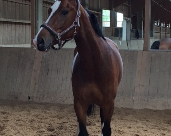 Springpferd Sinaloa (Deutsches Reitpferd, 2011, von Semperando) Springpferd Sinaloa (Deutsches Reitpferd, 2011, von Semperando)