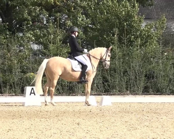 Reitturnier Deitingen 2018