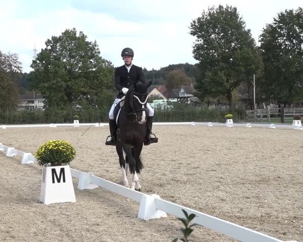 Reitturnier Deitingen 2018
