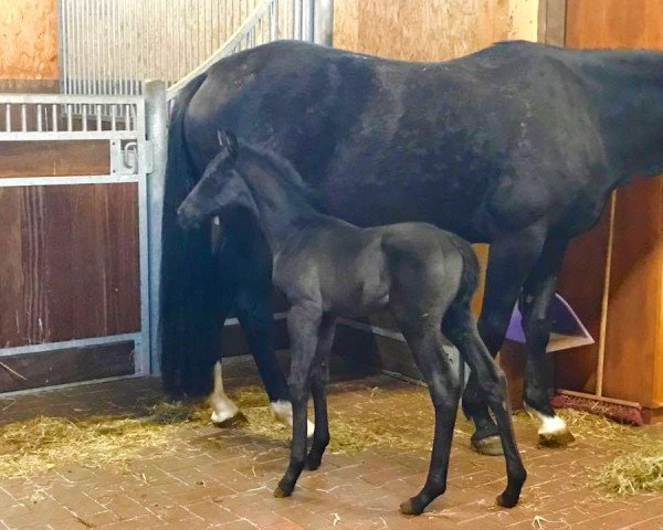 horse Fidelio N (Hanoverian, 2017, from For Romance I)