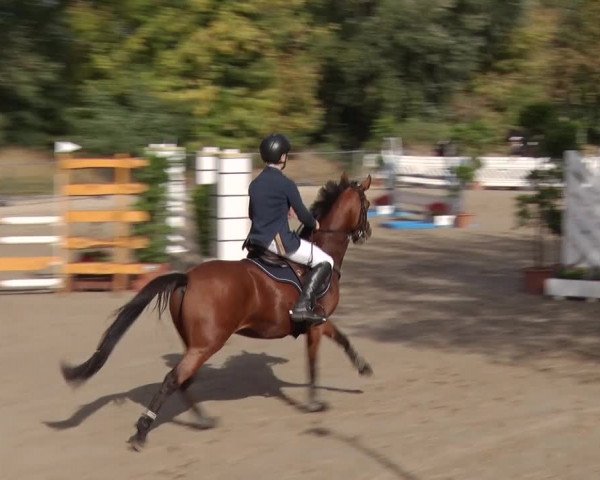Reitturnier Greppin 2018