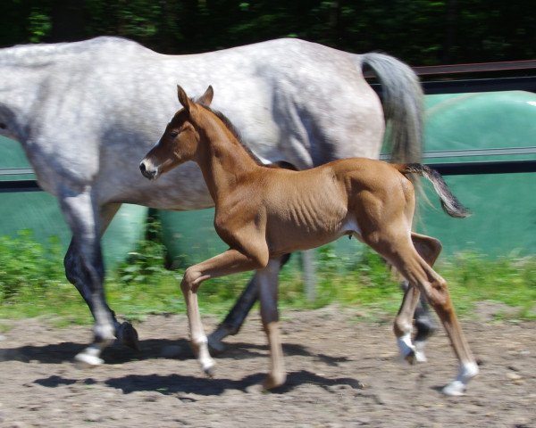 jumper Pinot (Trakehner, 2017, from Karl Lagerfeld) jumper Pinot (Trakehner, 2017, from Karl Lagerfeld)
