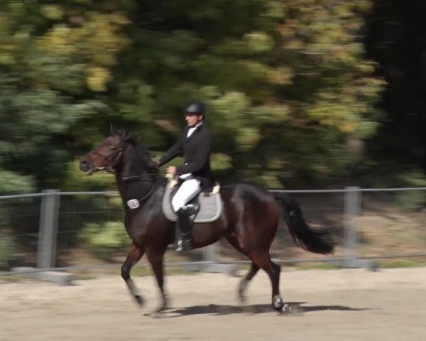 Reitturnier Greppin 2018