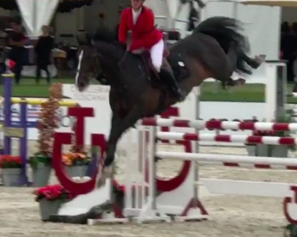 jumper Kikanalo (Danish Warmblood, 2006, from Godsend du Reverdy)