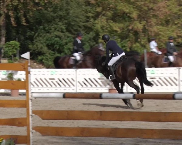 Reitturnier Greppin 2018