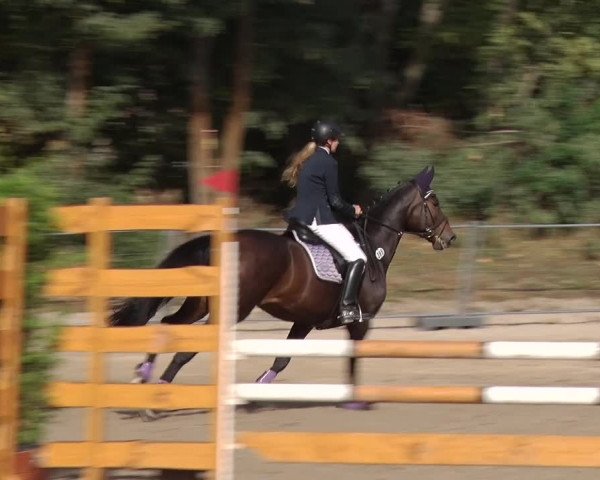 Reitturnier Greppin 2018