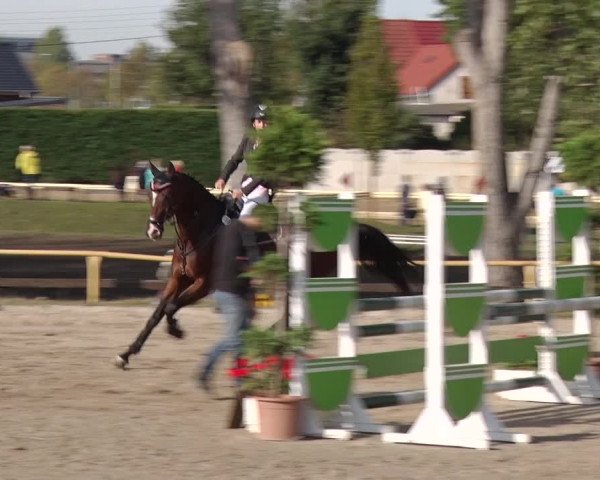 Reitturnier Greppin 2018