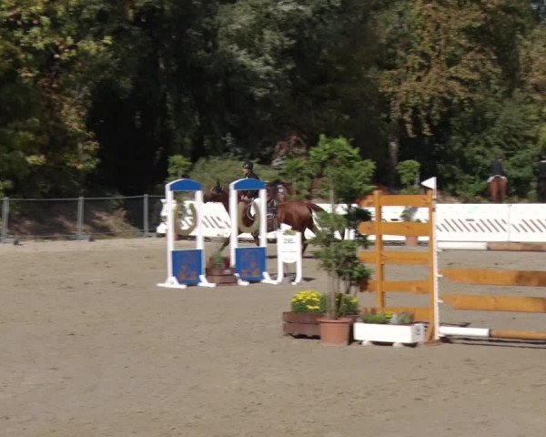Reitturnier Greppin 2018