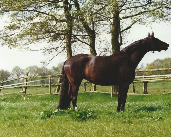 broodmare Altane (Hanoverian, 1980, from Argentan I)