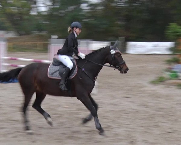 Reitturnier Greppin 2018