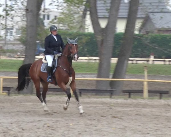 Reitturnier Greppin 2018