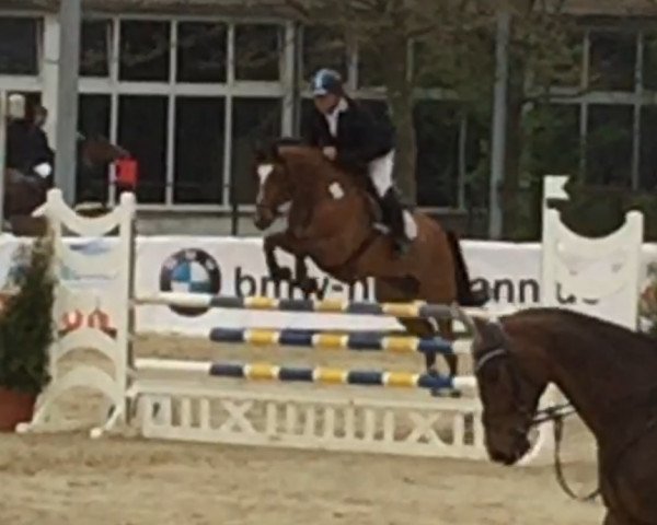 Springpferd Canberra 59 (Hannoveraner, 2011, von Canstakko)