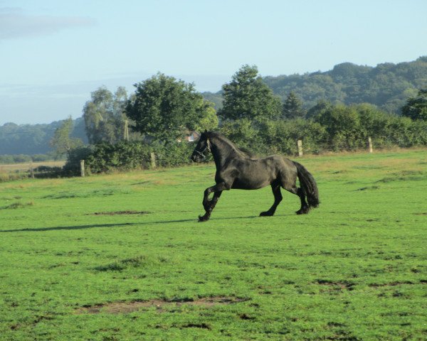 horse Wilko fan Kolmerhof (Friese, 2007, from Lolke 371) horse Wilko fan Kolmerhof (Friese, 2007, from Lolke 371)