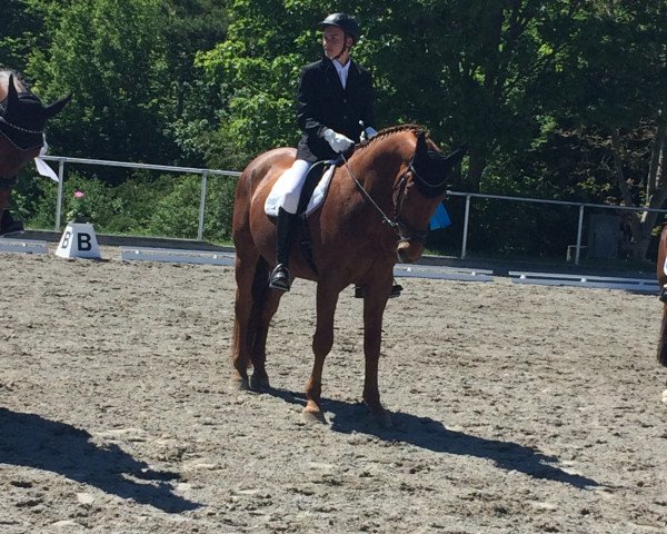 dressage horse Robin Fly 7 (Württemberger, 2004, from Rubin Royal OLD)
