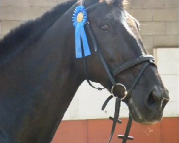 horse Telex (KWPN (Royal Dutch Sporthorse), 2000, from Navidad 7)