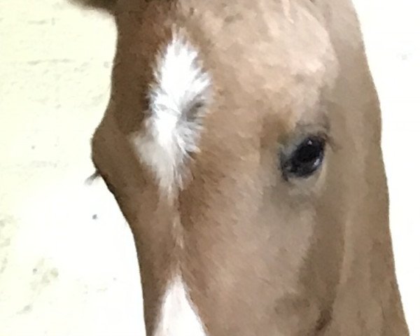 Springpferd Mon Cheri 49 (Deutsches Reitpony, 2017, von Movie Star)