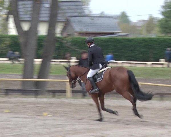Reitturnier Greppin 2018