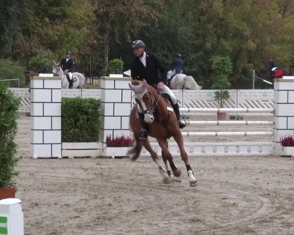 Reitturnier Greppin 2018
