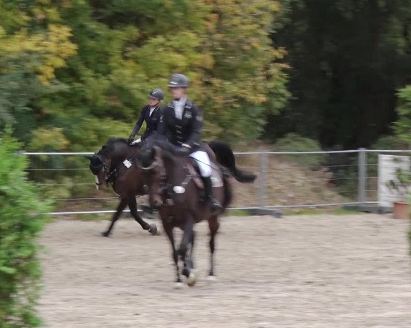 Reitturnier Greppin 2018
