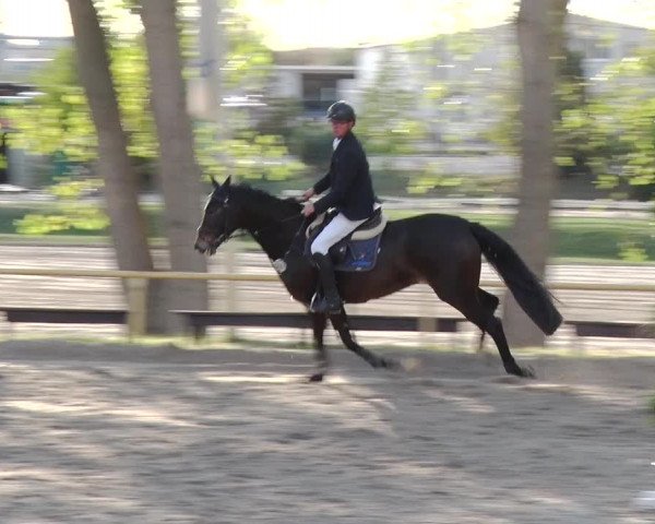 Reitturnier Greppin 2018
