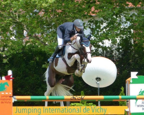 stallion Troubadour by Wisbecq (Selle Français, 2007, from Aiglon Rouge)